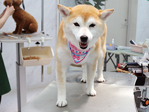 神奈川に近い東京町田のブリーダーKAKOでトリミングした柴